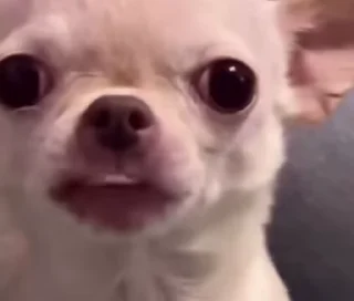 Sticker from cheta