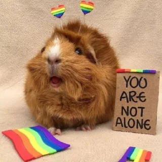 🏳️‍🌈 emoji Морские свинки Telegram sticker 16 of 68