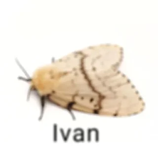 🌟 emoji @MASL0_o Telegram sticker 7 of 120