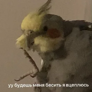 🦀 emoji попуги (⁠・⁠∀⁠・⁠) Telegram sticker 1 of 25