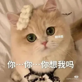 🌷 emoji 为迪娜和基玛 || @dimiyuu × @ruleeet Telegram sticker 7 of 44