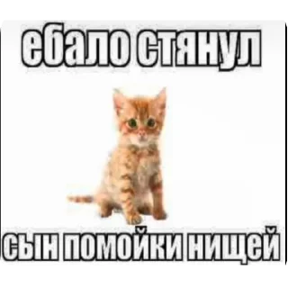 🐱 emoji Киски Telegram sticker 23 of 56