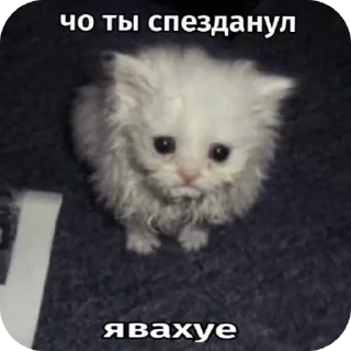 👍 emoji Киски Telegram sticker 4 of 56