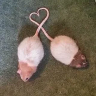 ❤️ emoji we🐭 Telegram sticker 20 of 78