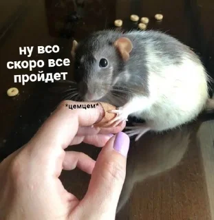 💋 emoji we🐭 Telegram sticker 3 of 78