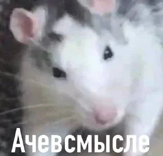 🤨 emoji we🐭 Telegram sticker 14 of 78