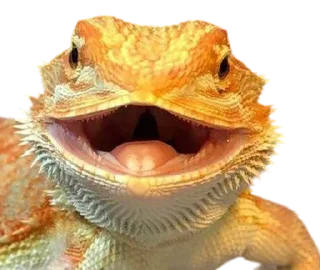🦎 emoji Lizardsss Telegram sticker 12 of 29
