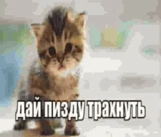 🥺 emoji агро коты Telegram sticker 4 of 60