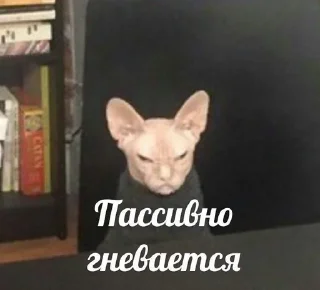 😡 emoji агро коты Telegram sticker 2 of 60