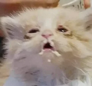 😵 emoji Котята обдолбыши Telegram sticker 10 of 16