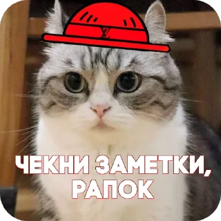 🐱 emoji Пираты > @ChatPirates1007 Telegram sticker 9 of 30