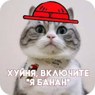🐱 emoji Пираты > @ChatPirates1007 Telegram sticker 11 of 30