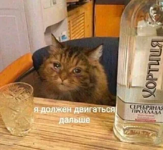 🥲 emoji Это вы - котики Telegram sticker 22 of 23