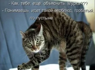🌟 emoji Мемозг коты, @Kote_Iz_Pitera Telegram sticker 9 of 16