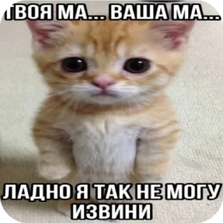 🐱 emoji Стики мамы Telegram sticker 12 of 61