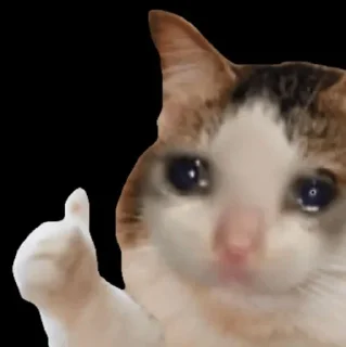 👍 emoji Cat mems Telegram sticker 10 of 13
