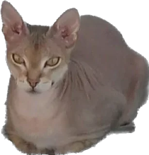 Sticker from Лексус