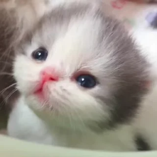 🌟 emoji лил @TgEmodziBot Telegram sticker 24 of 35