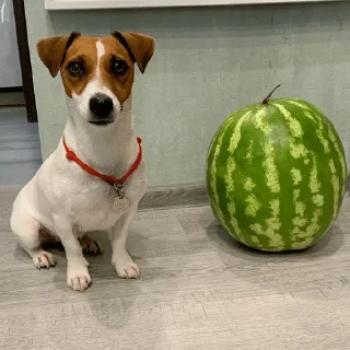 🍉 emoji собаки нахуй Telegram sticker 11 of 37