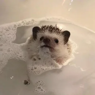 🌟 emoji ёжикиии🦔 Telegram sticker 10 of 32