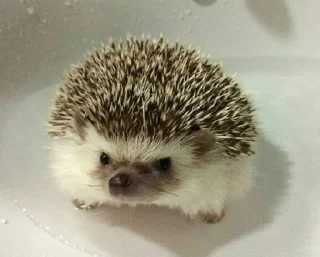 🌟 emoji ёжикиии🦔 Telegram sticker 5 of 32