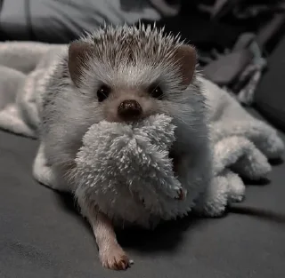 🌟 emoji ёжикиии🦔 Telegram sticker 22 of 32