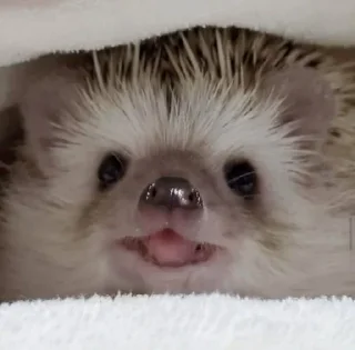 🌟 emoji ёжикиии🦔 Telegram sticker 15 of 32