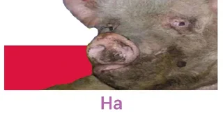🇵🇱 emoji ДАЙ 🇺🇦🇺🇦🇺🇦 Telegram sticker 6 of 30