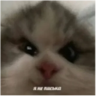💚 emoji Письки Telegram sticker 10 of 10