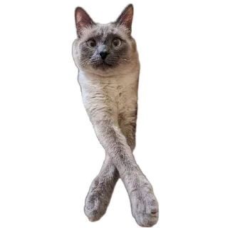 🐱 emoji Коты Telegram sticker 16 of 78