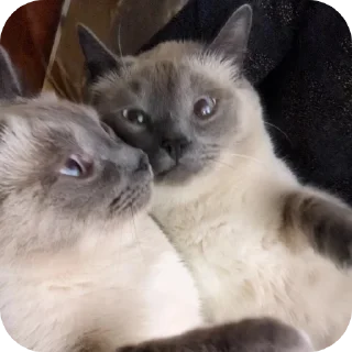 🐱 emoji Коты Telegram sticker 20 of 78