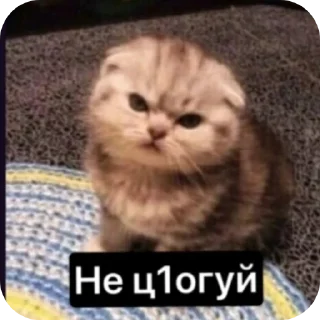 🐱 emoji Пак риота йоу :: @QstickBot Telegram sticker 7 of 7