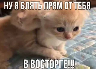 🌟 emoji котейки Telegram sticker 22 of 63