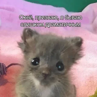 🌟 emoji Тупые котята Telegram sticker 19 of 64