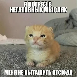🌟 emoji Тупые котята Telegram sticker 23 of 64