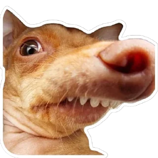 😬 emoji Псинки Telegram sticker 8 of 26