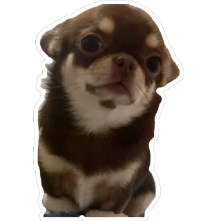 🐶 emoji Псинки Telegram sticker 23 of 26