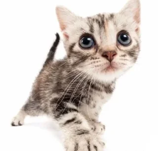 🐈 emoji babayka💗👾 Telegram sticker 16 of 31