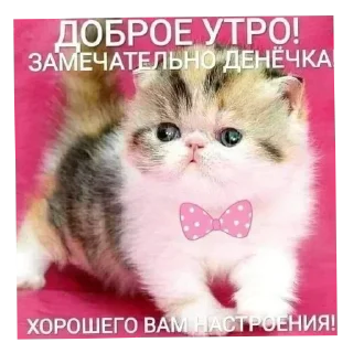 🐱 emoji 𝓰𝓵𝓪𝓶𝓸𝓾𝓻 𝓫𝓲𝓶𝓫𝓸 :: @hromxv Telegram sticker 7 of 40