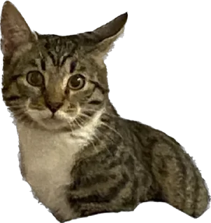 😶 emoji гоша Telegram sticker 15 of 18