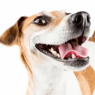 😃 emoji Цепные псы режима Telegram sticker 5 of 119