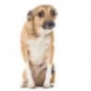 🐶 emoji for gayz only Telegram sticker 21 of 34