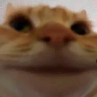 🐱 emoji UUUGABUUUGAAAAA Telegram sticker 18 of 119