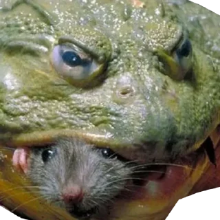 🐸 emoji Жабич @stikeristg Telegram sticker 7 of 21