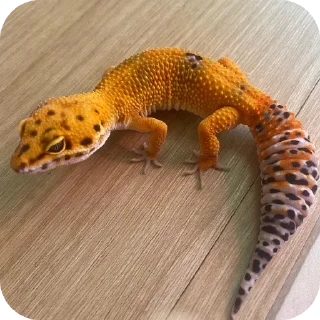 🐞 emoji ВасилисаЭуБлЕфАр Telegram sticker 8 of 12
