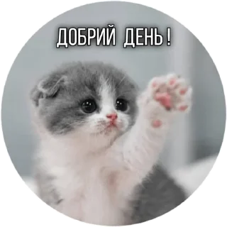 Sticker from Котик