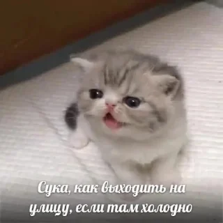 😭 emoji я не токсик Telegram sticker 9 of 34
