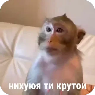🥸 emoji Бібізянки Telegram sticker 10 of 18