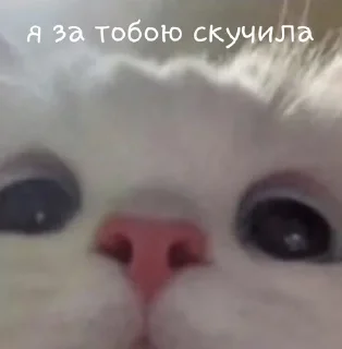 😿 emoji ฅ⁠^⁠•⁠ﻌ⁠•⁠^⁠ฅ Telegram sticker 12 of 59