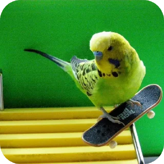 🐦 emoji Ебейший стикер пак Telegram sticker 15 of 30